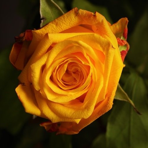  عکس دسته گل های زیبا زرد رنگ برای پروفایل