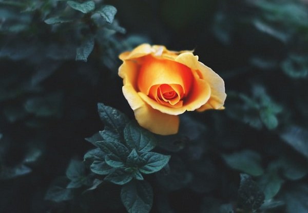 عکس گل رز زرد عاشقانه