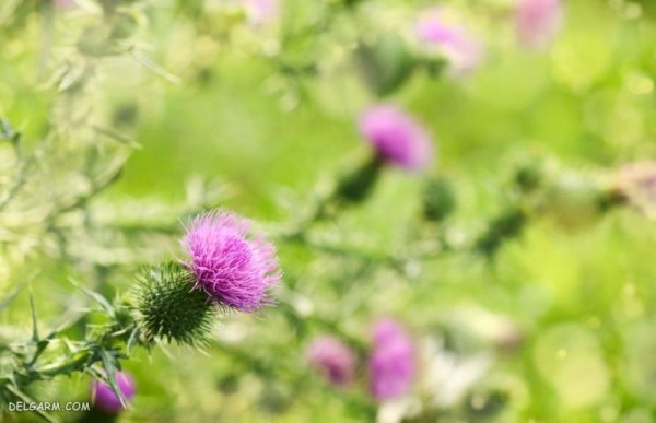 تصویر زمینه زیبا دسته گل طبیعی برای لپتاپ