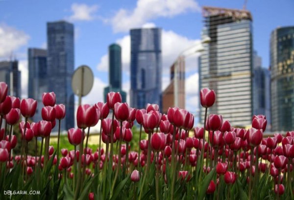  تصویر زمینه زیبا دسته گل طبیعی برای لپتاپ