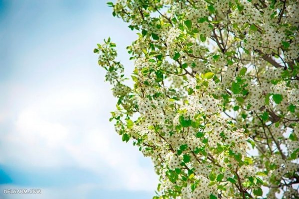  تصویر زمینه زیبا دسته گل طبیعی برای لپتاپ