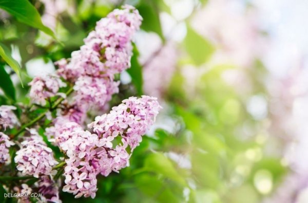  تصویر زمینه زیبا دسته گل طبیعی برای لپتاپ