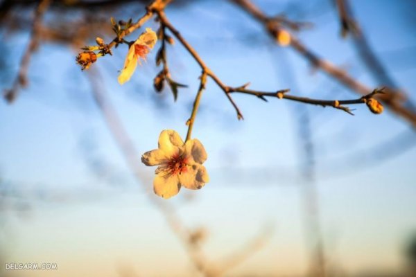  تصویر زمینه زیبا دسته گل طبیعی برای لپتاپ