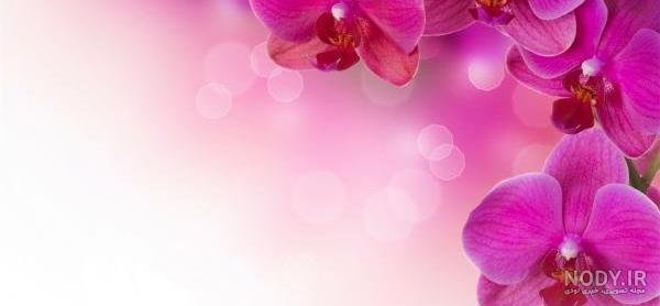  پس زمینه گل برای نوشتن متن