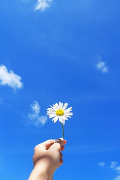  عکس گل برای پس زمینه گوشی