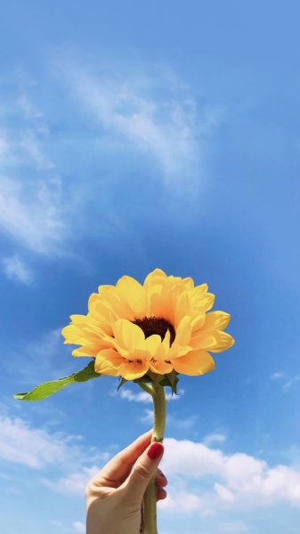  عکس گل برای پس زمینه گوشی