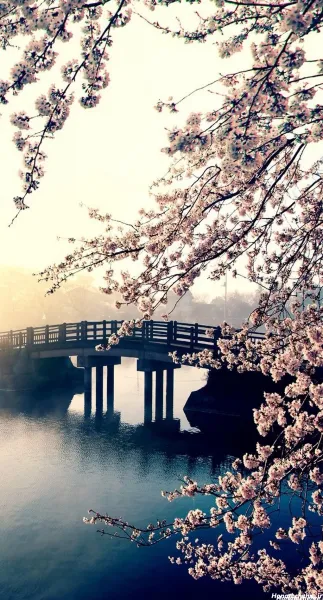 عکس پس زمینه شکوفه