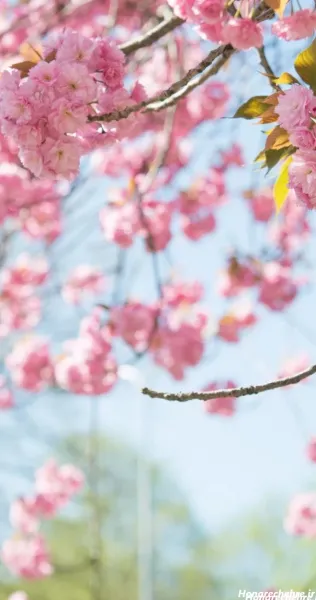  عکس پس زمینه شکوفه