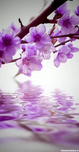  عکس پس زمینه شکوفه
