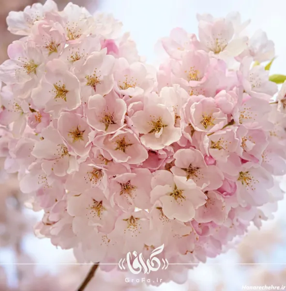  عکس پس زمینه شکوفه