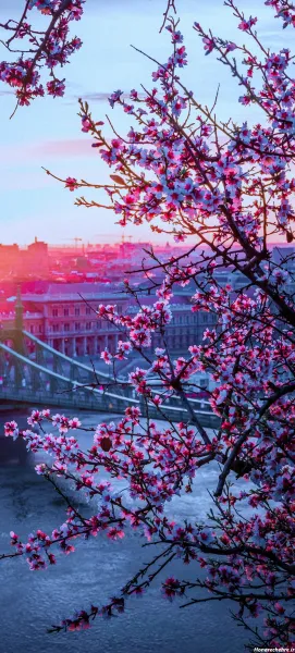  عکس پس زمینه شکوفه