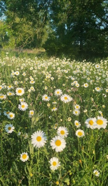  دانلود عکس بک گراند گل برای موبایل