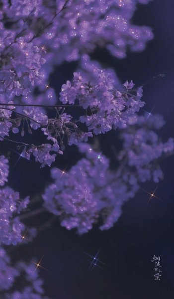  دانلود عکس بک گراند گل برای موبایل