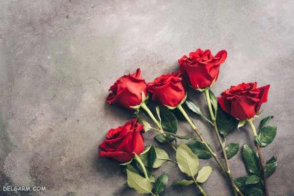  بک گراند گل های زیبا و رنگارنگ با کیفیت HD