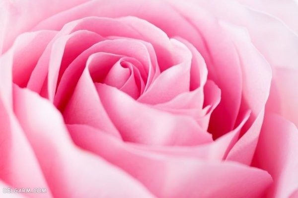  بک گراند گل های زیبا و رنگارنگ با کیفیت HD