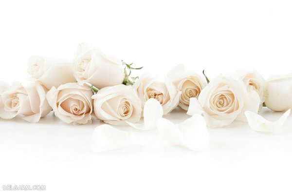  بک گراند گل های زیبا و رنگارنگ با کیفیت HD