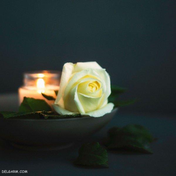  بک گراند گل های زیبا و رنگارنگ با کیفیت HD