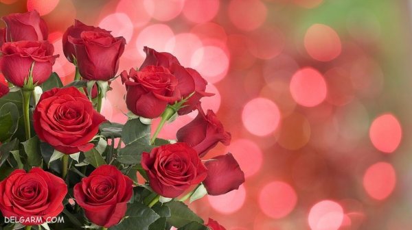  بک گراند گل های زیبا و رنگارنگ با کیفیت HD