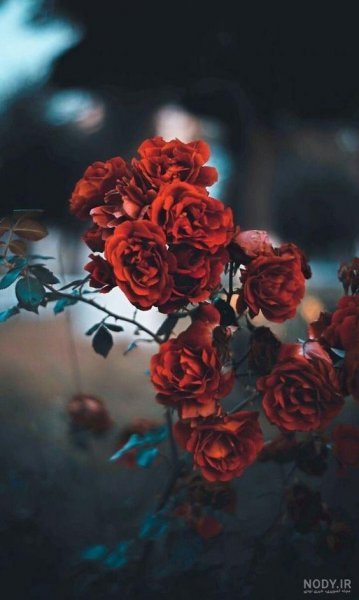  بک گراند گل قرمز با کیفیت بالا