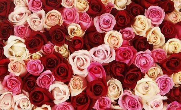  بک گراند گل قرمز با کیفیت بالا