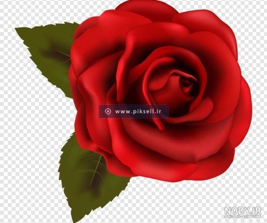  بک گراند گل قرمز با کیفیت بالا