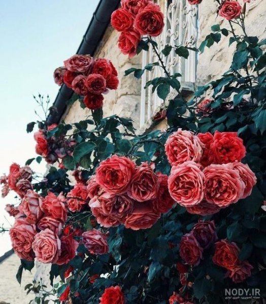  بک گراند گل قرمز با کیفیت بالا