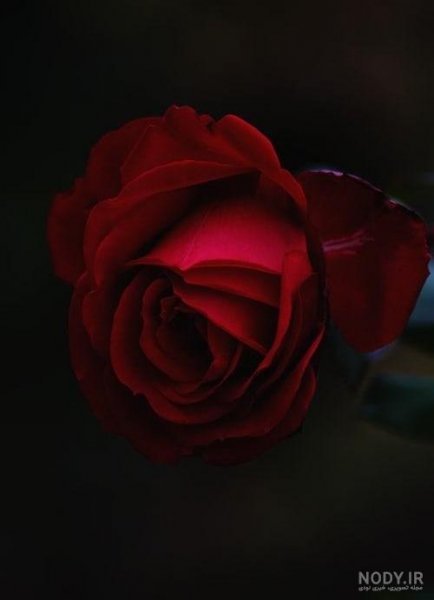  بک گراند گل قرمز با کیفیت بالا