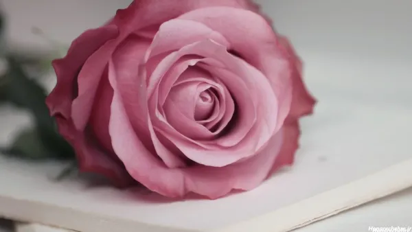 عکس دسته گل صورتی برای پروفایل دخترونه