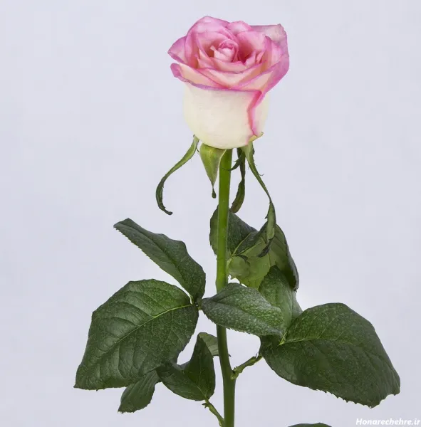  عکس دسته گل صورتی برای پروفایل دخترونه