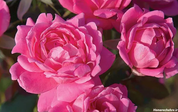  عکس دسته گل صورتی برای پروفایل دخترونه