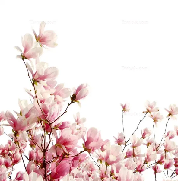  عکس گل های بهاری زیبا برای تصویر زمینه شاد