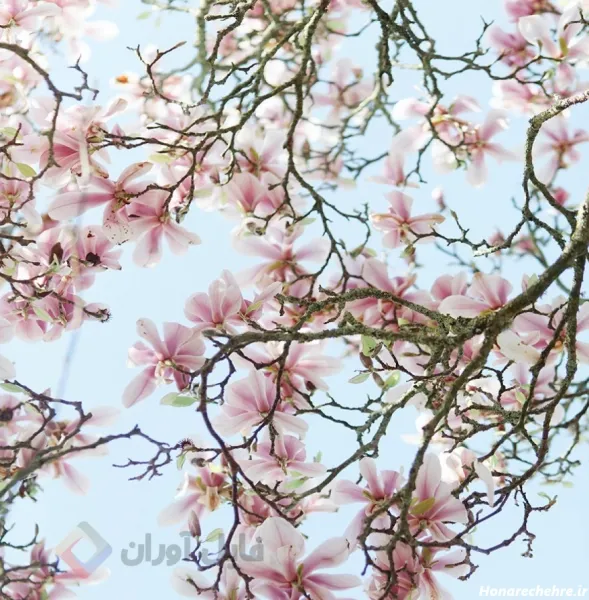  عکس گل های بهاری زیبا برای تصویر زمینه شاد