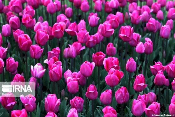  عکس گل های بهاری زیبا برای تصویر زمینه شاد