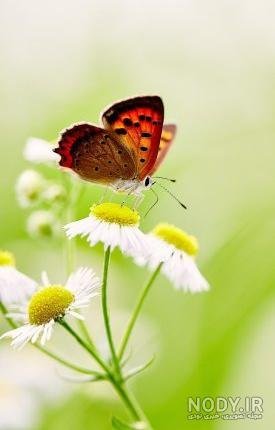  عکس پروانه برای صفحه گوشی