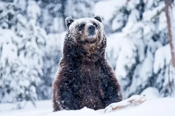  عکس خرس برای استوری