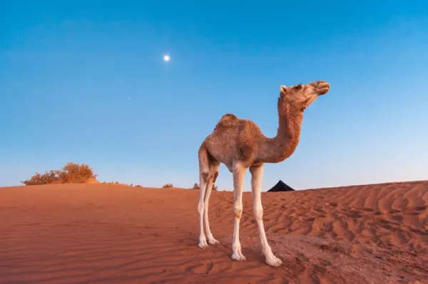  عکس شتر بامزه