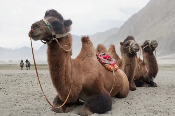  عکس شتر بامزه