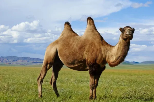  عکس شتر با کیفیت