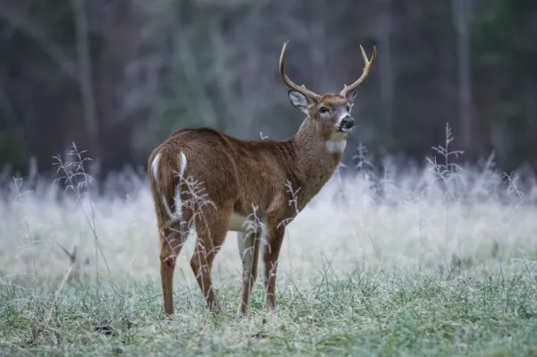  عکس گوزن برای پروفایل