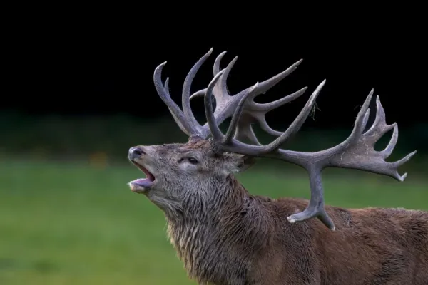  عکس گوزن واقعی