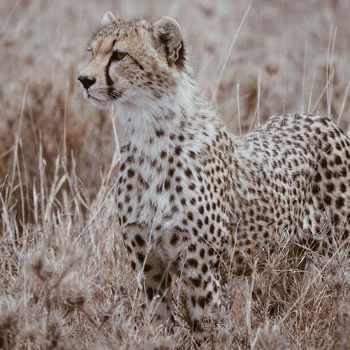 عکس پلنگ خفن برای پروفایل