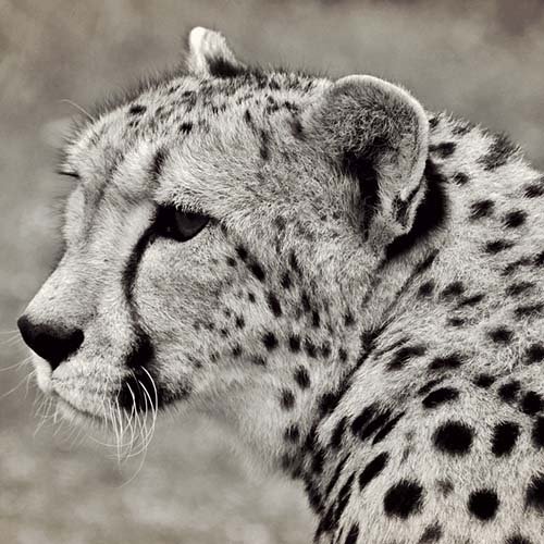 عکس پلنگ خفن برای پروفایل