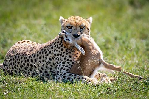  عکس یوزپلنگ افریقایی