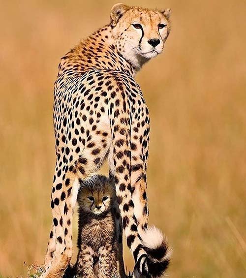  عکس یوزپلنگ افریقایی