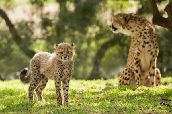 دانلود عکس یوزپلنگ زیبا