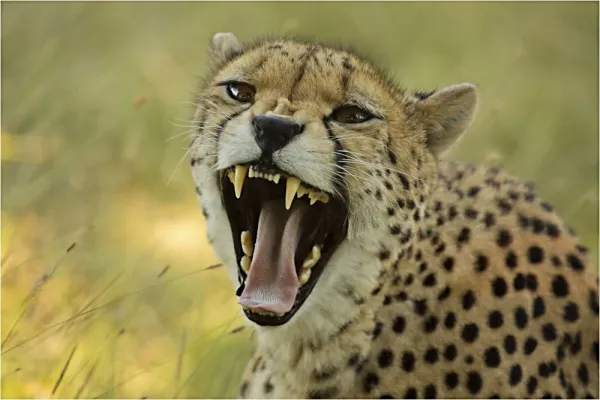  دانلود عکس یوزپلنگ زیبا