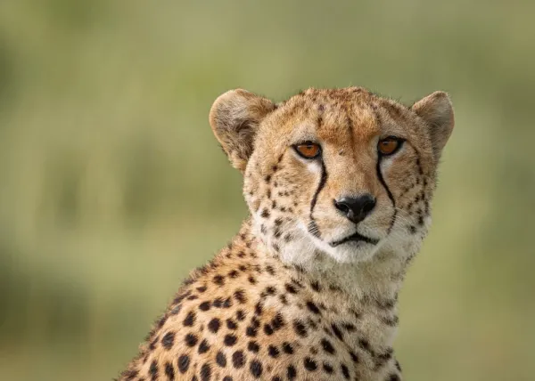  دانلود عکس یوزپلنگ زیبا