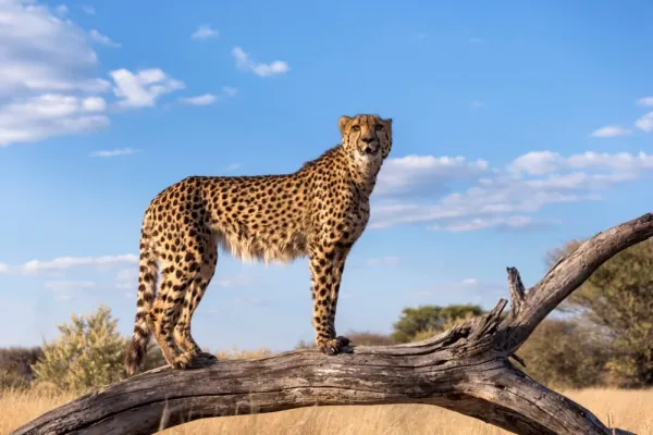  دانلود عکس یوزپلنگ زیبا