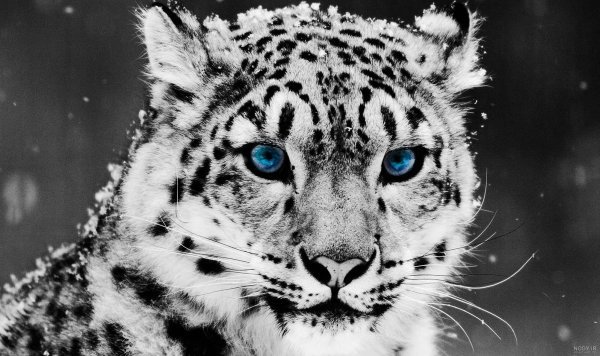 عکس یوزپلنگ خارجی