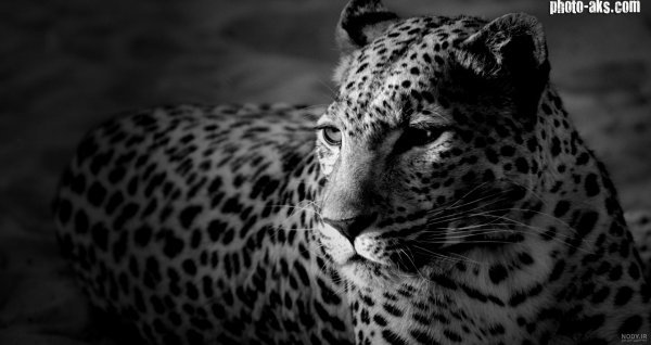 عکس یوزپلنگ خارجی